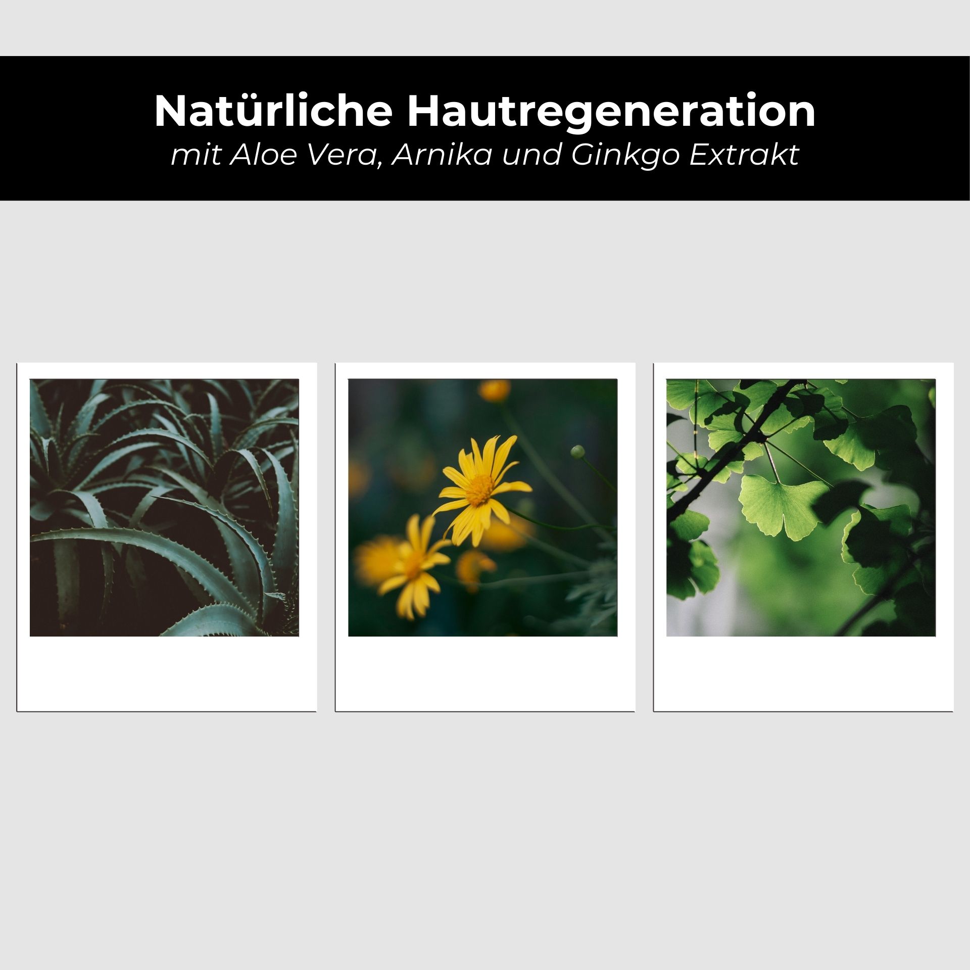 Daisy, Flower, Leaf, Herbal, Petal
