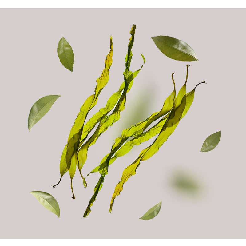 algenxtrakt Mikroalgen-Extrakt und grüne Blätter auf neutralem Hintergrund, symbolisierend die natürlichen Inhaltsstoffe des White Tea Eye Cooling Gels von RAU Cosmetics für feuchtigkeitsspendende und regenerierende Augenpflege.