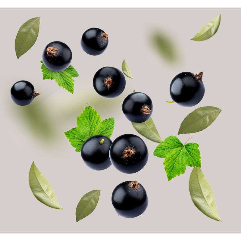 schwarze-johannisbeere Schwarze Johannisbeeren und grüne Blätter, dargestellt in einer ansprechenden Anordnung, symbolisieren die natürlichen Inhaltsstoffe des RAU Beyond Herbal Tonic für feuchtigkeitsspendende und regenerierende Hautpflege.