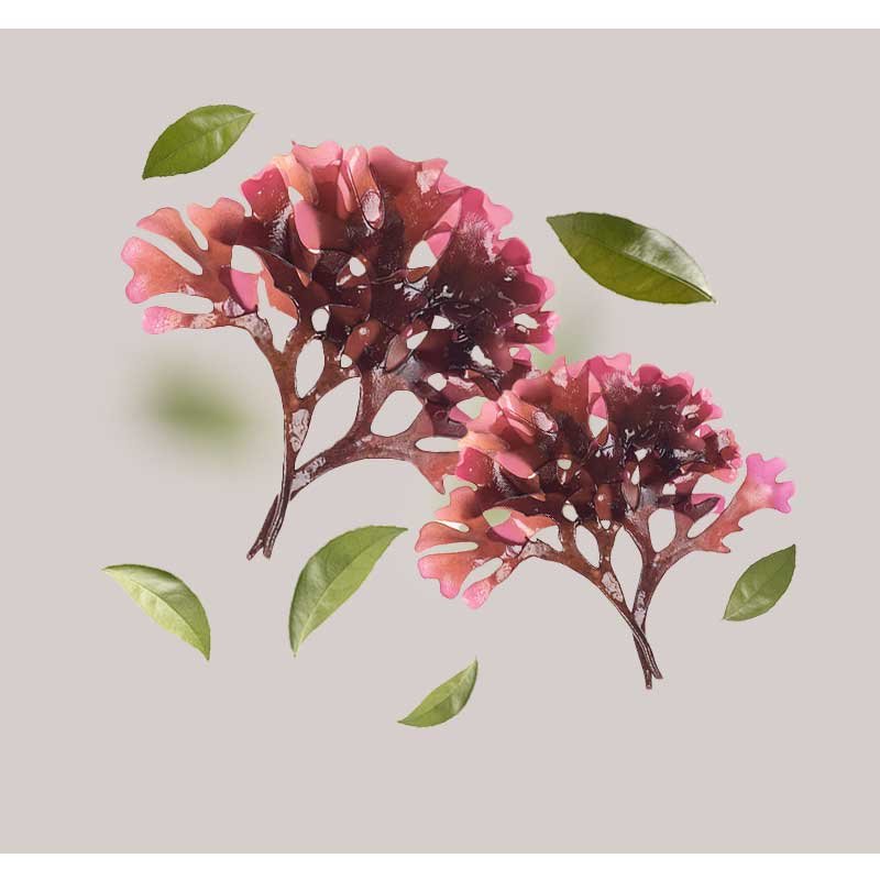 Rote Algen und grüne Blätter auf neutralem Hintergrund, symbolisieren natürliche Inhaltsstoffe für RAU Cosmetics Triple Vitamin C Serum.