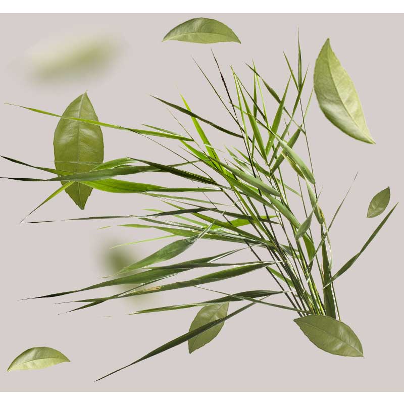 schilf Schilfrohr und grüne Blätter auf grauem Hintergrund, symbolisierend die beruhigenden und regenerierenden Eigenschaften der Calming & Repair Mask von RAU Cosmetics für empfindliche Haut.