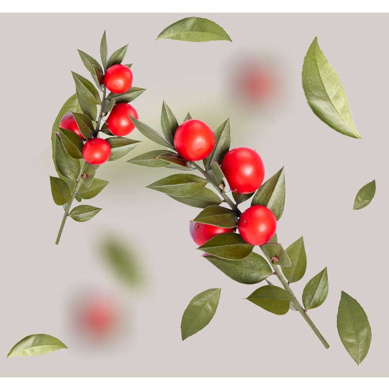 Mäusedornzweig mit roten Beeren und grünen Blättern, symbolisiert natürliche Inhaltsstoffe für das Anti Redness Couperose Serum von RAU Cosmetics.