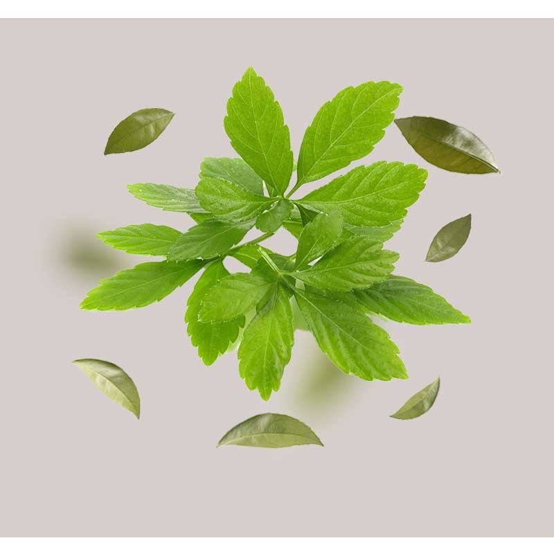 Stammzellenextrakt des Unsterblichkeitskrauts mit frischen grünen Blättern und umliegenden Blättern, symbolisiert die regenerativen Eigenschaften des RAU Stem Cell Serums für reife Haut.