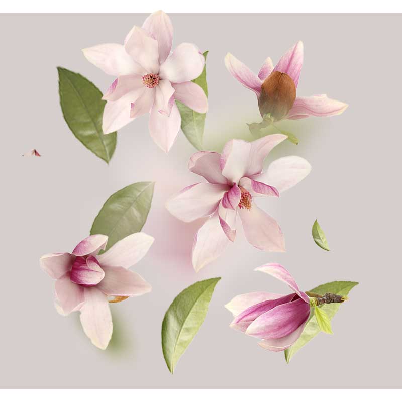 magnolien-extrakt-01 Magnolienblüten und -blätter symbolisieren natürliche Inhaltsstoffe für die Hautpflege, relevant für die Rich Honey Eye Cream von RAU Cosmetics für trockene und reife Haut.