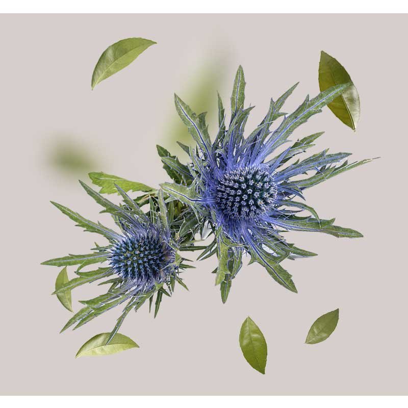 Blühende Stranddistel mit blauen Blüten und grünen Blättern, symbolisiert die Hauptwirkstoffe des RAU Stem Cell Serums für reife Haut, um Anti-Aging und Regeneration zu fördern.